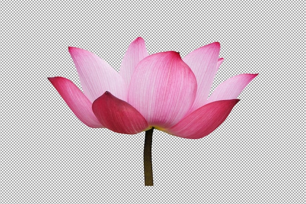 PSD pink lotus