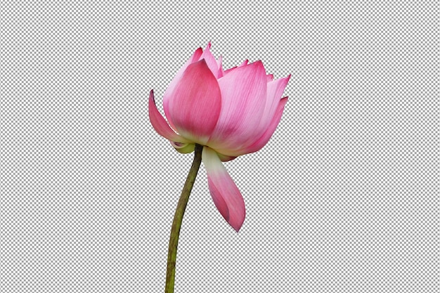 Pink Lotus