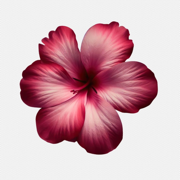 PSD pinke blume