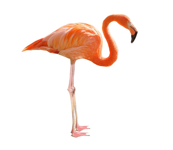 PSD pinker flamingo isoliert auf durchsichtigem hintergrund