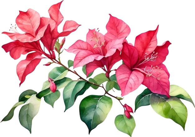 PSD pintura a aquarela da flor de bougainvillea aigenerated