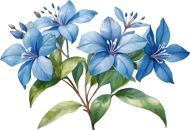 PSD pintura a aquarela da flor do cabo plumbago aigenerado