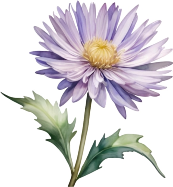 PSD pintura a aquarela de uma flor de aster