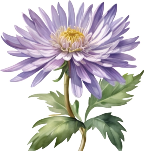 PSD pintura a aquarela de uma flor de aster