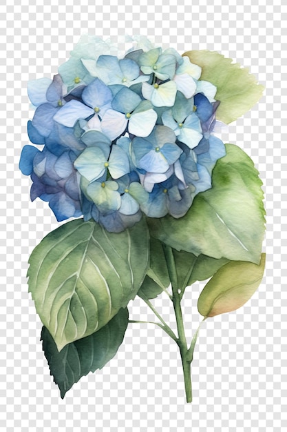 Una pintura de acuarela de una flor de hortensia azul, descargar hd png