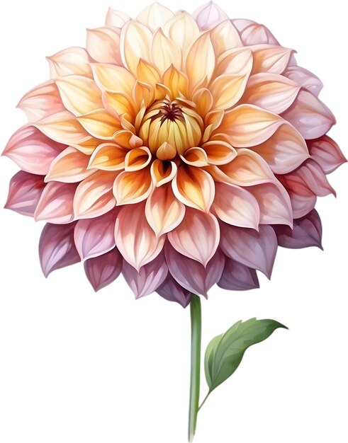 PSD pintura en acuarela de una flor de pompon dahlia