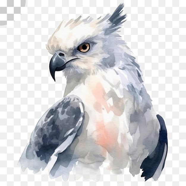 PSD pintura em aquarela de uma águia branca e cinza - pintura em aquarela, hd png download