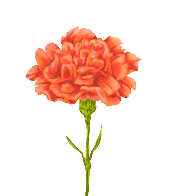 PSD pintura de flores de clavel