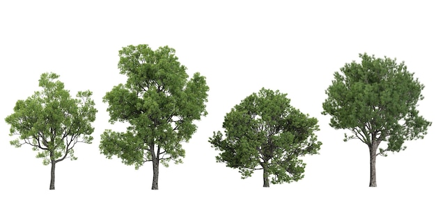 PinusQuercus-Bäume auf weißem Hintergrund