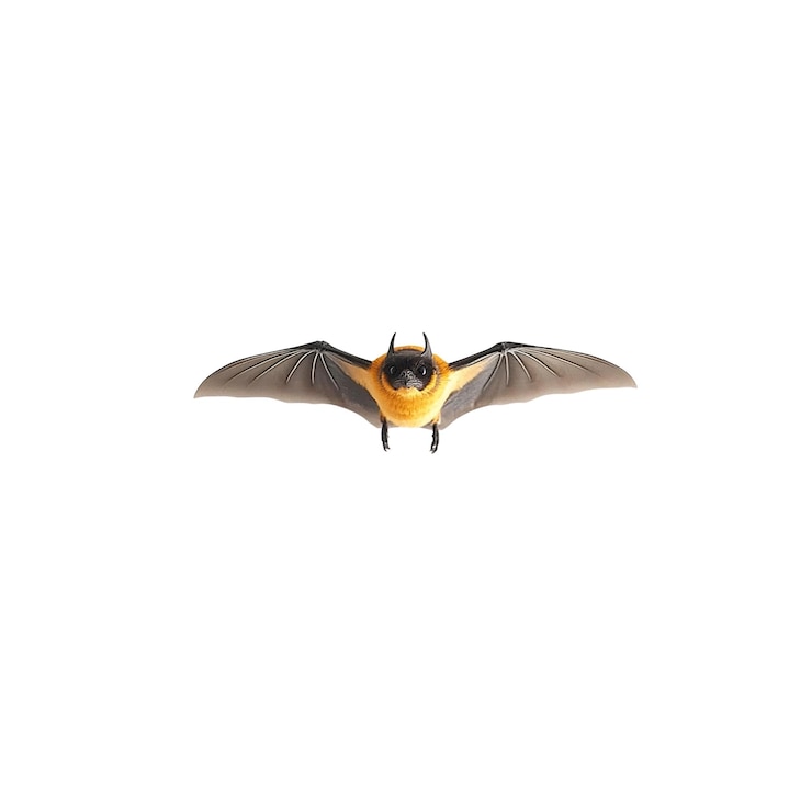 PSD pipistrello volante con pelliccia arancione su sfondo bianco