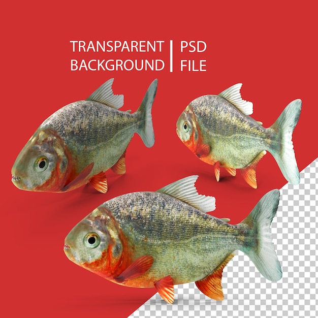 PSD piraña png