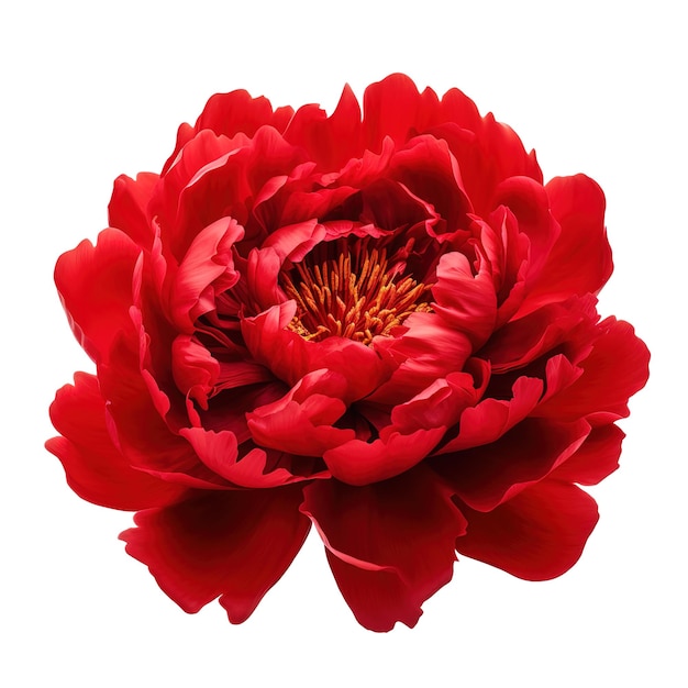 PSD pivoine rouge