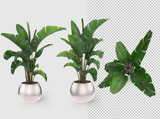 Plant in pot 3d rendering decoration design