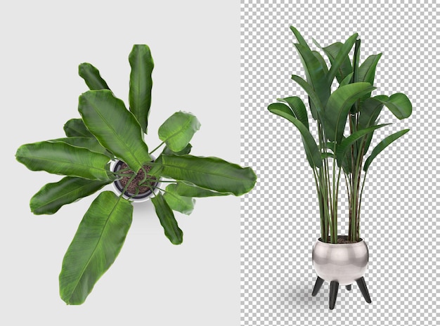 Plant in pot 3d rendering decoration design