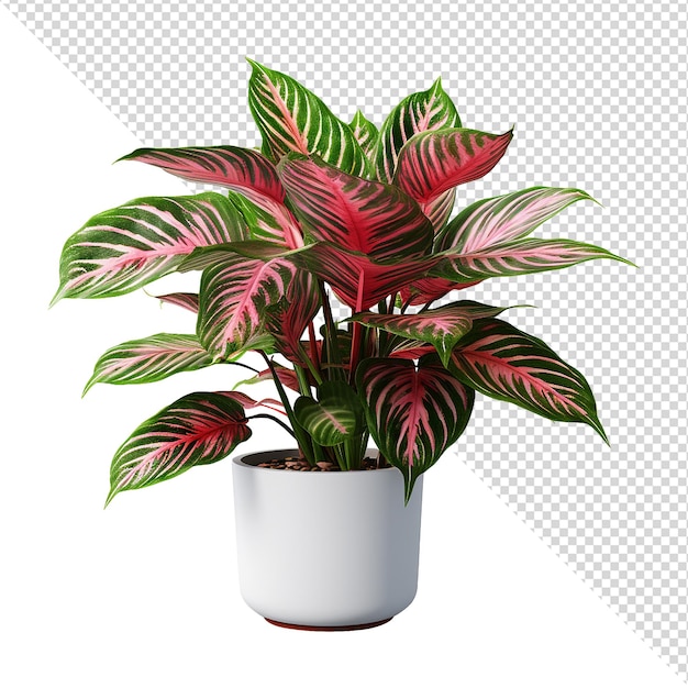 Planta de aglaonema aislada en un fondo transparente png