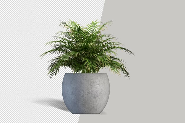 Planta aislada en maceta