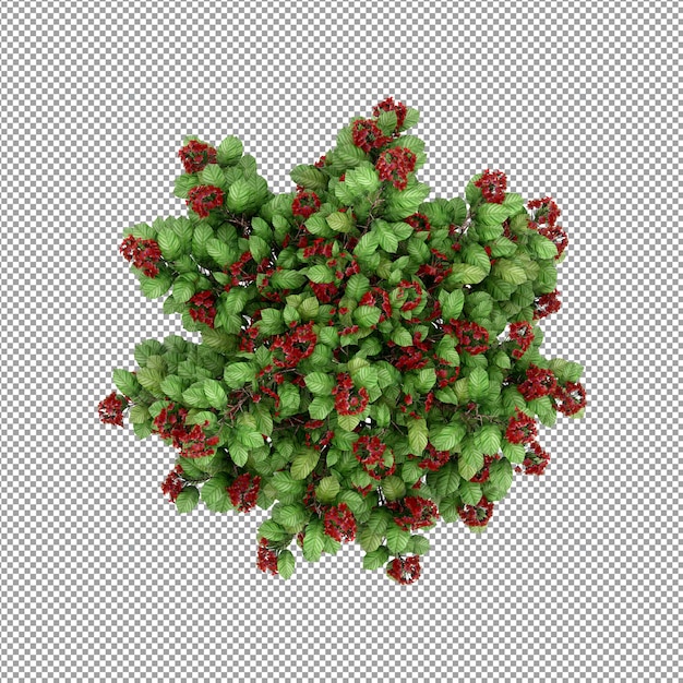 Planta aislada en renderizado 3d