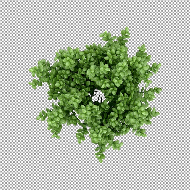 Planta aislada en renderizado 3d