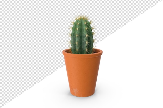 Planta aislada