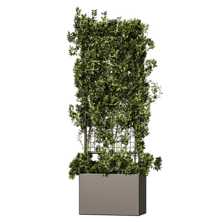PSD una planta alta con hojas verdes está creciendo en una olla