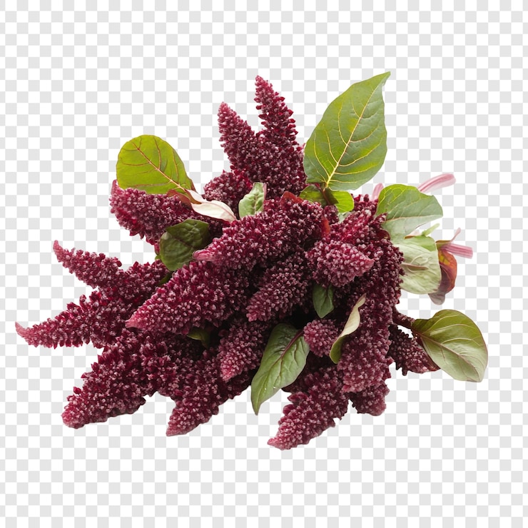 PSD planta de amaranto de cerca