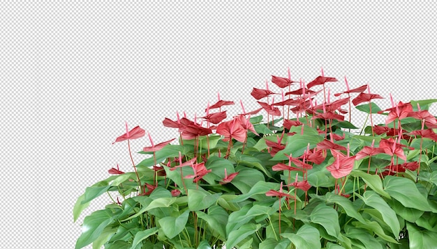 PSD planta de anthurium en representación 3d aislada