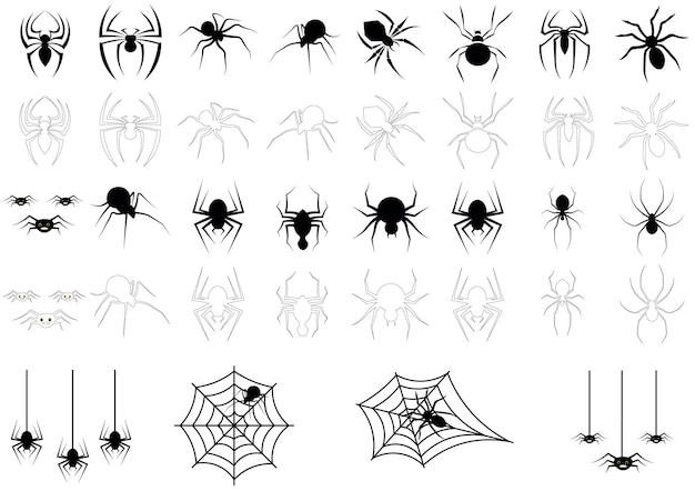 Planta de araña PNG
