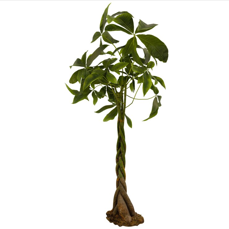 PSD planta de árbol de dinero trenzado