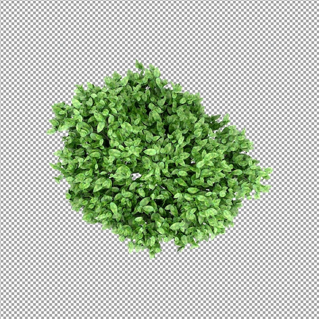 Planta bonita em renderização 3D isolada