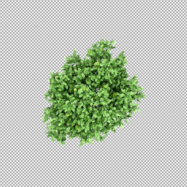 Planta bonita em renderização 3D isolada