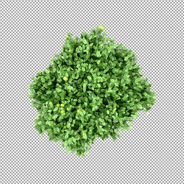 Planta bonita em renderização 3D isolada