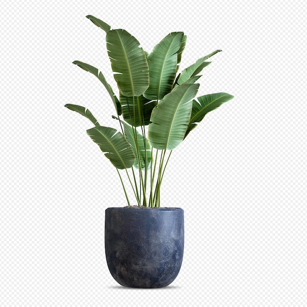Planta bonita em renderização 3D isolada