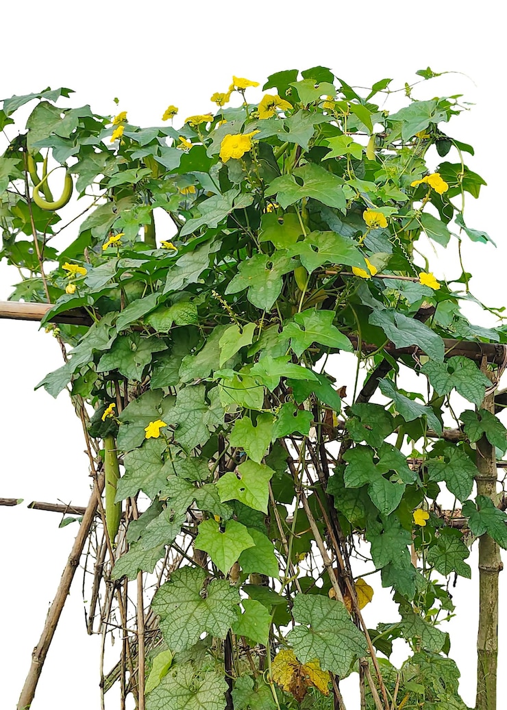 PSD una planta de calabaza esponja con flores amarillas que crece en ella planta de luffa con flores amarilas y verdes