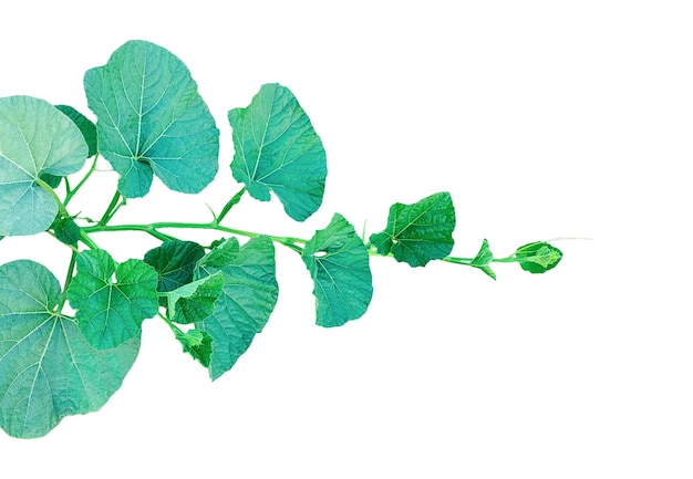 una planta de calabaza verde con hojas fotografía de primer plano brote de planta verde
