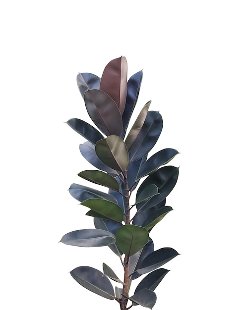Planta de caucho Una planta de interior vibrante con follaje exuberante planta de magnolia en un fondo png rojo fresco