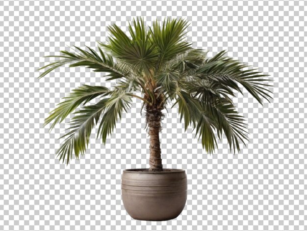 PSD planta columnar sueca png