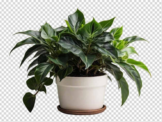 Planta com flor png