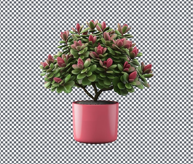 PSD planta de crassula decorativa de buen aspecto aislada sobre un fondo transparente