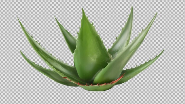 PSD planta de aloe vera isolada sobre um fundo transparente