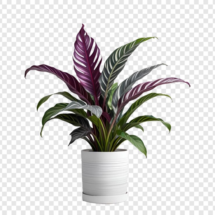 PSD planta de casa decorativa isolada em fundo transparente