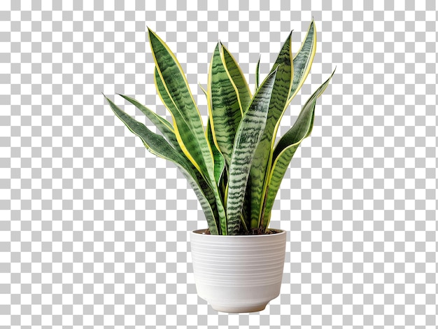 Planta de cobra isolada em fundo transparente png psd