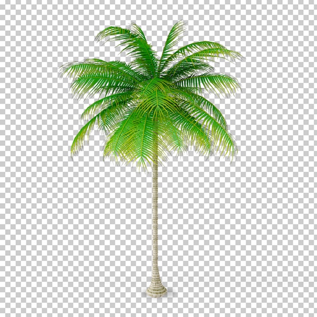 PSD planta de coco isométrica em vaso renderização 3d