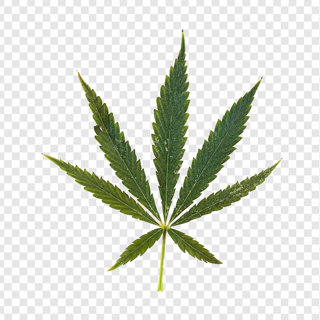Planta de folha de cannabis isolada sobre um fundo transparente