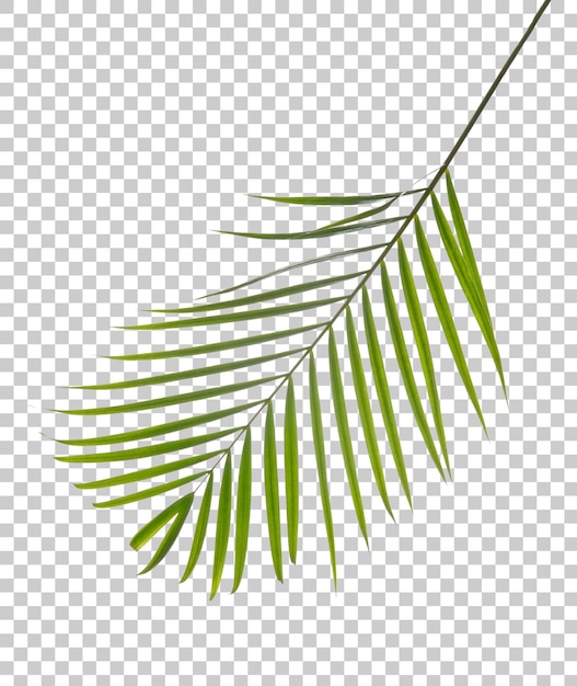 PSD planta de folhagem de folhas de palmeira areca png transparência