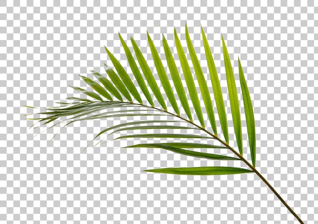 Planta de folhagem de folhas de palmeira tropical PNG transparência