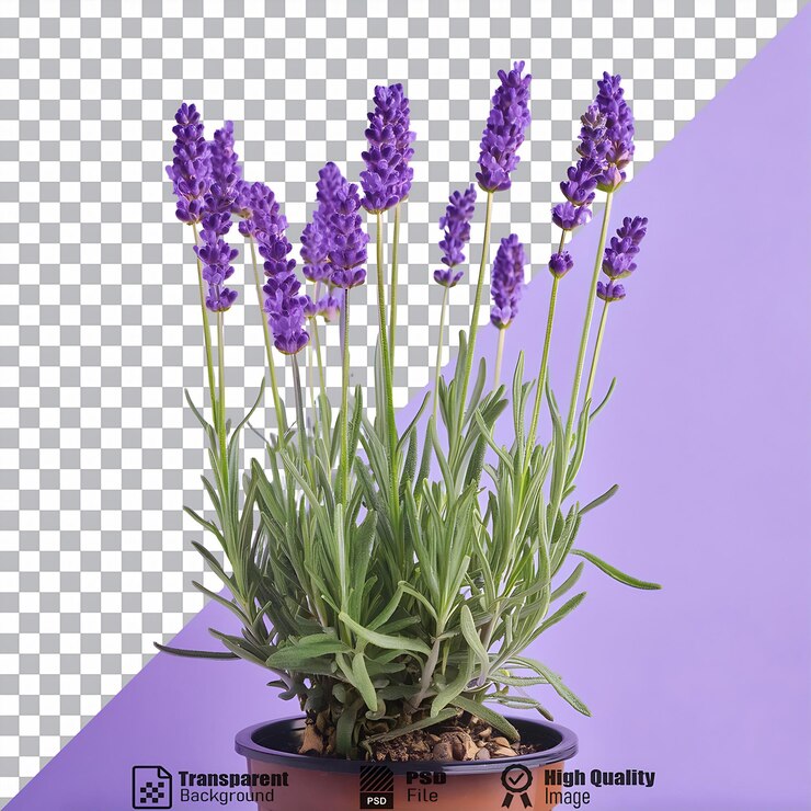 PSD planta de lavanda com fundo roxo