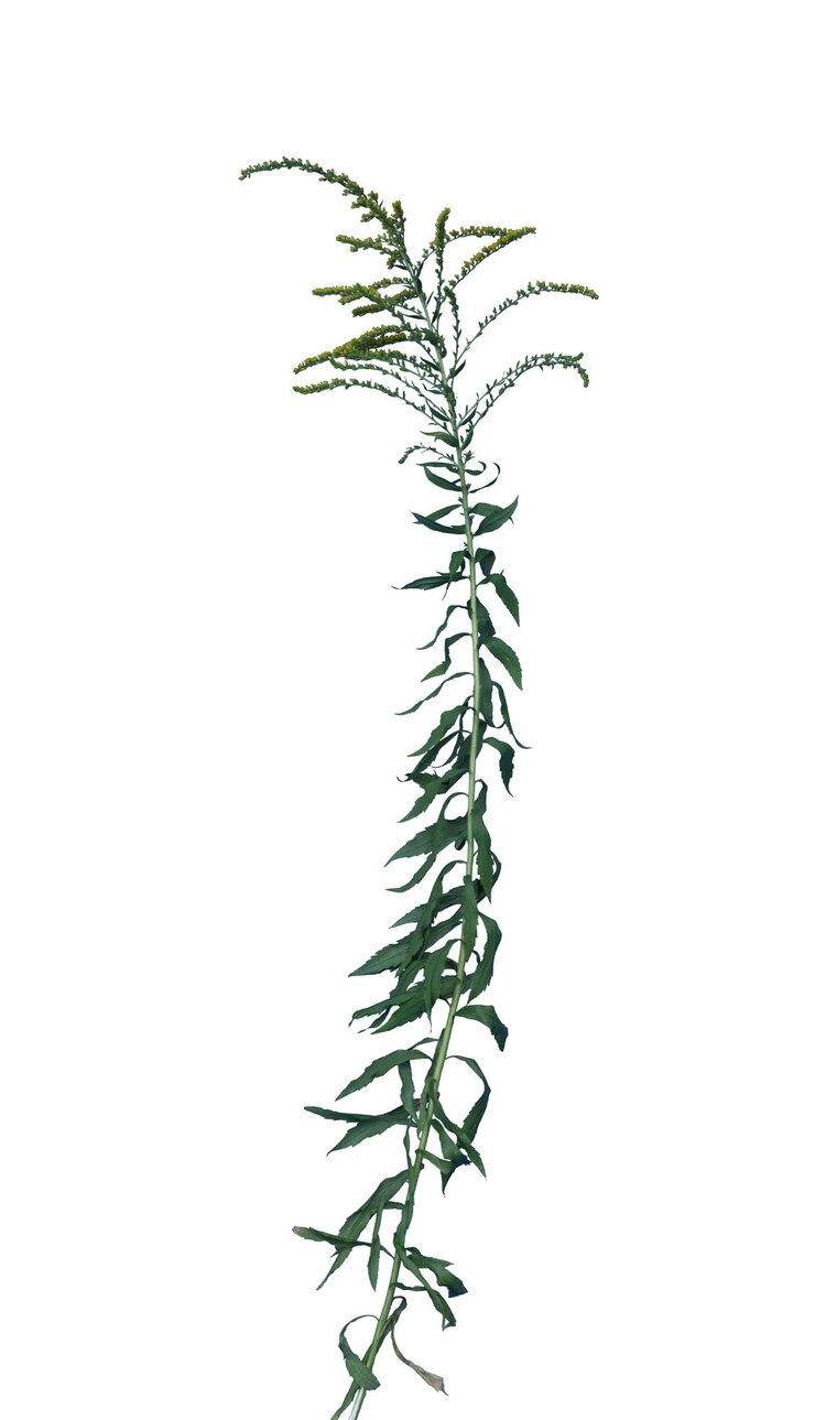PSD planta de vara dourada com folhas verdes e flores delicadas contra um fundo branco