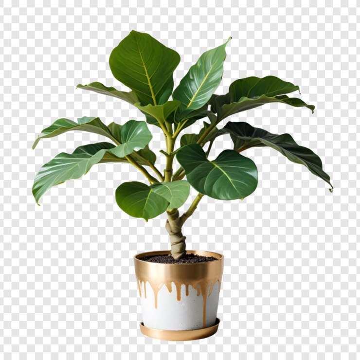 PSD planta decorativa de la casa aislada sobre un fondo transparente