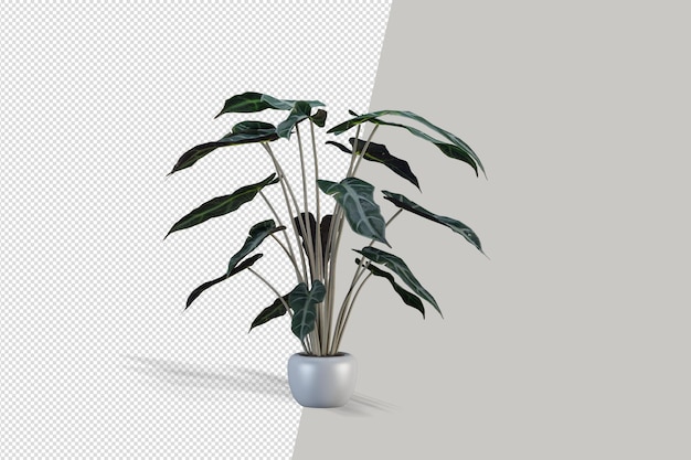 Planta em renderização 3d isolada