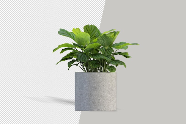 Planta em renderização 3d isolada